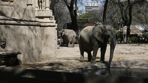 Las tres elefantes están en un lugar no acorde, según una ONG